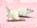 알츠하이머병 연구에서 rat 모델의 응용