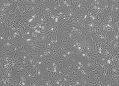 Strain ICR Mouse Embryonic Fibroblasts, Irradiated (MEF) MUIEF-01002-1