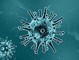 How does coronavirus enter the cell through a host receptor?