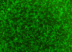 None Dog Mesenchymal Stem Cells with GFP CAXMX-01101