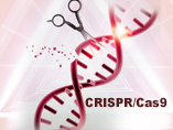 CRISPR-Cas9: How the Patent Dispute has Transformed Science Innovation