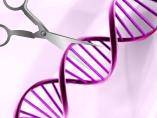 Choosing a system for in vivo genome editing: Is TALEN or CRISPR/Cas9 best for your project?