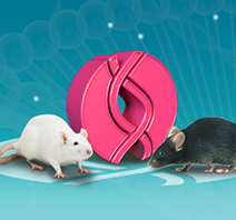 유전체 재조합효소 시스템을 사용하는 cKO & cKI Rat Models