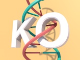 KO-First: A Tool for Studying Gene Function Across the Mammalian Genome