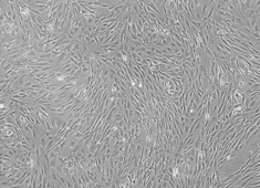 Strain C57BL/6 Mouse Adipose-Derived Mesenchymal Stem Cells MUBMD-01001