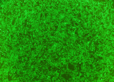 Strain C57BL/6 Mouse Mesenchymal Stem Cells with GFP MUBMX-01101