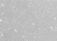 Strain Balb/c Mouse Mesenchymal Stem Cells MUCMX-01001