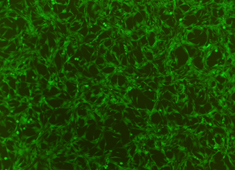 Fischer 344 (F344) Rat Mesenchymal Stem Cells with GFP RAFMX-01101
