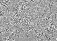 Sprague-Dawley (SD) Rat Mesenchymal Stem Cells RASMX-01001
