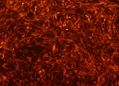 Sprague-Dawley (SD) Rat Mesenchymal Stem Cells with RFP RASMX-01201