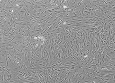 Wistar Rat Adipose-Derived Mesenchymal Stem Cells RAWMD-01001