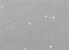 Wistar Rat Mesenchymal Stem Cells RAWMX-01001