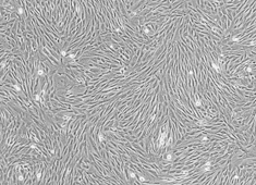 Rabbit Mesenchymal Stem Cells RBXMX-01001