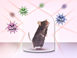 Application of Toll-Like Receptors (TLRs) Animal Models in Cancer and Autoimmune Disorders