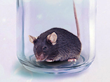 Treatment and Male-Bias in Autistic Mice