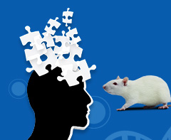 Cyagen Exclusive White Paper: 알츠하이머병 발견 연구에서 rat 모델의 응용
