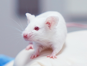 HUGO-Ab-Mouse-Model