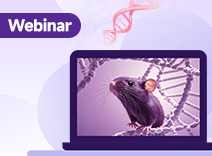 웨비나: 신뢰할 수 있는 전임상 In Vivo 모델을 통해 GLP-1 및 Amylin 작용제의 힘을 활용한 비만 치료