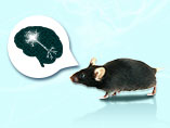 동물 모델을 이용한 신경 퇴행성 질환 연구