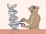 CRISPR을 사용하여 연구용 Knock-Out 마우스 모델 개발