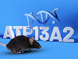 파킨슨병 베일을 벗다——ATP13A2 유전자 녹아웃 마우스