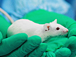 종양 연구 프로젝트 속 Mouse&Rat의 인도적 종료시점(humane endpoint)