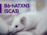 SCA3 연구 모델 - B6-hATXN3 마우스