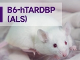 루게릭병(ALS)의 TDP-43 단백질 질병 연구 모델 - B6-hTARDBP 마우스