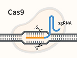 CRISPR／Cas9 유전자 편집 기술은 CAR-T 세포 면역요법에 응용