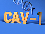 치명적인 폐질환 특발성 폐 섬유증의 중요 표적 - Cav1