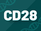면역 치료 핫 타겟 CD28