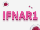 면역연구 분야 핫한 유전자 IFNAR1