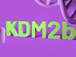 후성 유전자의 슈퍼스타 - KDM2b