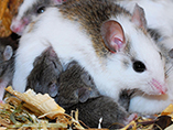 임신기와 수유기의 생쥐를 어떻게 간호할 것인가？