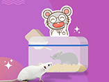 Mouse와 Rat의 행동 차이는 얼마나 알고 있습니까?