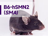 소핵산 약물 평가 모델-B6-hSMN2(SMA) 마우스