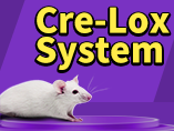 Cre-Lox 시스템의 강력한 기능 살펴보기: 생체 내 응용을 위한 마우스의 조건부 유전자 표적화
