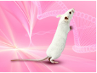 White Paper: 유전자 치료 연구와 인간화 마우스 모델