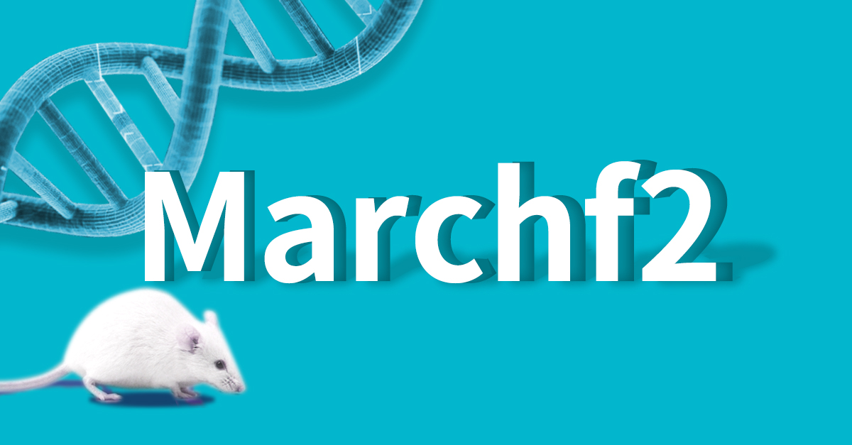 Marchf2 knockout mice and New Research Progress