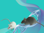 【Webinar Q&A】Genomically Humanized Mouse Models: Generation and Application in Biomedical Research