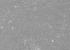 Human Mesenchymal Stem Cells HUXMA-01001