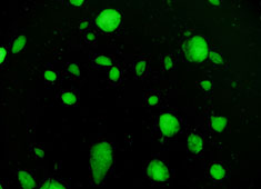 Strain 129 Mouse Embryonic Stem Cells with GFP MUAES-01101