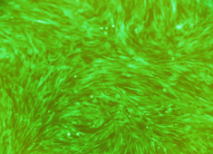 Sprague-Dawley (SD) Rat Mesenchymal Stem Cells with GFP RASMX-01101