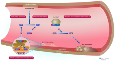 Factor IX 결핍과 혈우병 B의 기본 원리