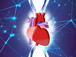 Advancing the Study of Cardiac Chamber Specification During Development & Pathological Remodeling