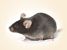 Transgenic 마우스(transgenic mice)