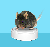 Cas9 Mouse Models- 