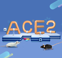 SARS-CoV-2 백신 연구개발 및 약물 스크리닝에 사용되는 Humanized  ACE2 마우스