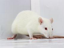 Transgenic Rat | Cyagen Korea